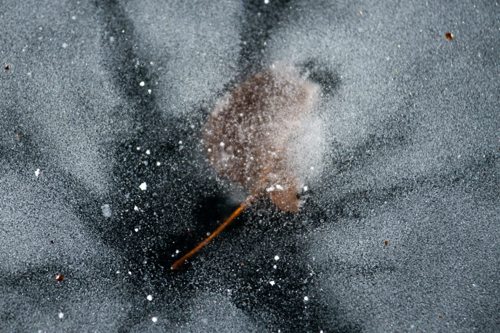 Pictures of leaves frozen in ice at a frozen pond near Whitewater Park in Boise, Idaho. Photos by Terry Welch.