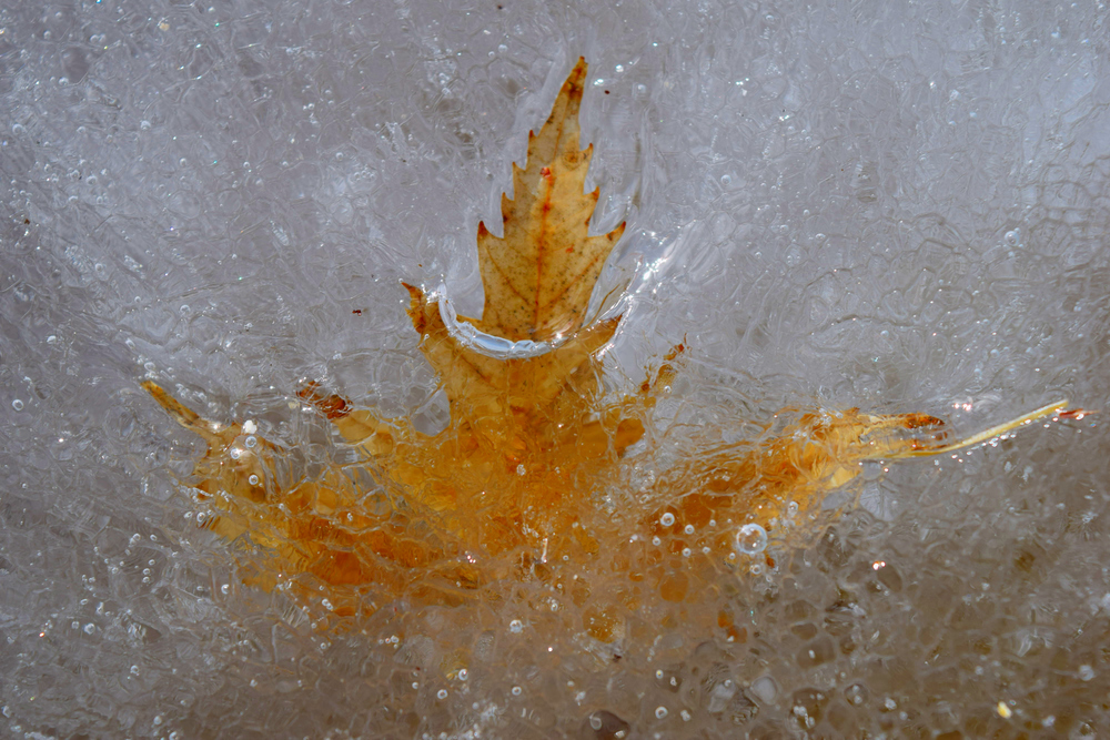 Photographs of leaves frozen in ice at Boise, Idaho's Whitewater Park. Photos by Terry Welch.